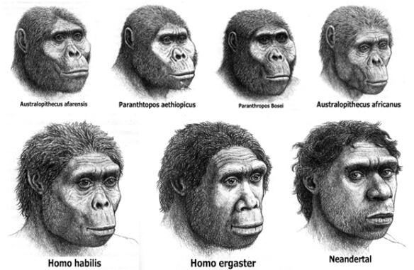 Ancestros humanos y el género Homo